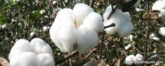 棉的种类