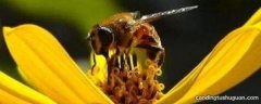 蜜蜂怎么辨味