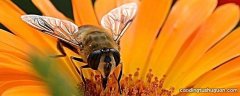 蜜蜂怎么辨别味道