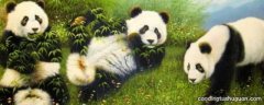 熊猫为什么吃竹子