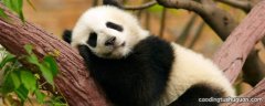 大熊猫的生活特点是什么