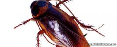 电蚊拍能电死蟑螂吗