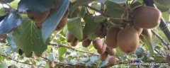 成熟的猕猴桃怎么保存