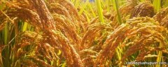 巨型稻亩产多少斤