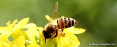 蜜蜂的辨味方法