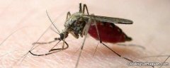 喷香水可以驱蚊子吗