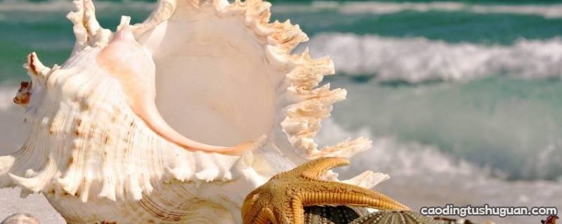 海螺需要吐沙吗