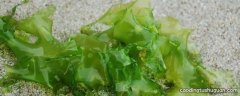 海藻类知识