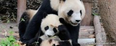 大熊猫的可爱之处有哪些