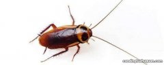 红色蟑螂有毒吗