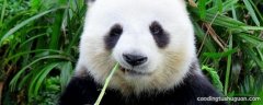 大熊猫的作用有哪些