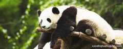 关于国宝大熊猫的信息有哪些