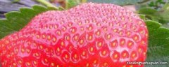 草莓上的小颗粒是什么