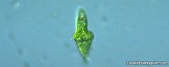 眼虫藻是水生植物吗