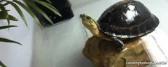 安布闭壳龟为什么也叫爆炸龟