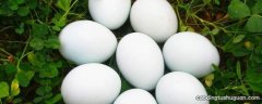 怎么能让鹅蛋蛋壳快速变硬