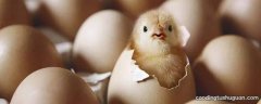 鸡蛋壳上有黑色斑点能吃吗