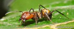 蚂蚁的生活环境是什么