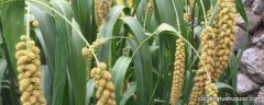 稻粱菽麦黍稷是哪六谷