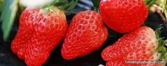 草莓属于低糖水果吗