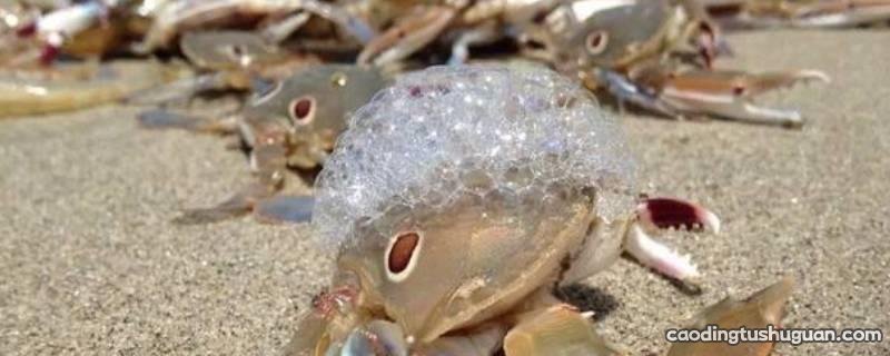 大闸蟹为什么吐泡泡