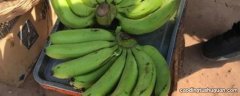 青香蕉怎么保存