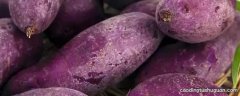 紫薯属于转基因食品吗