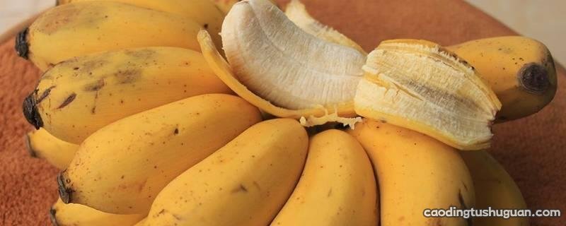 芭蕉和香蕉区别在哪