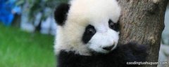熊猫为什么是黑白相间的