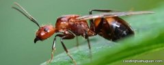 带翅膀的蚂蚁是什么蚂蚁