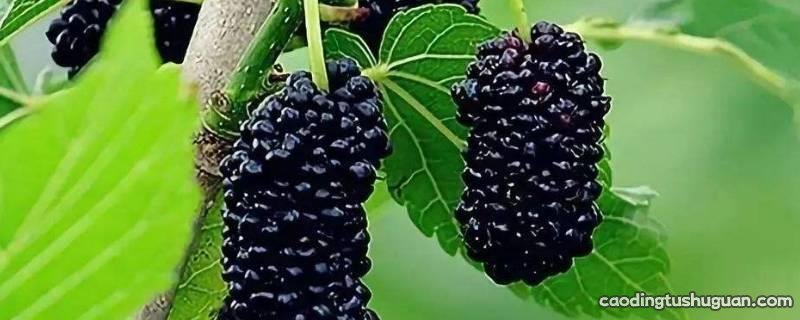 黑色水果有哪些品种