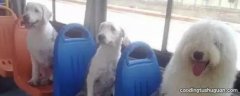 公交车上可以带宠物吗