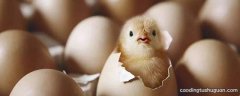 鸡蛋常温可以放多久