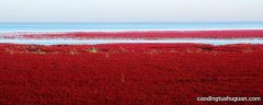 红海滩为什么是红色的
