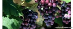 夏黑葡萄有籽吗