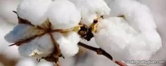 棉花和羊毛的主要成分是什么