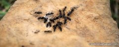 75%酒精能杀死蚂蚁吗