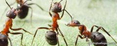 蚂蚁的力量有多大
