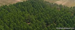 农田防护林带分哪种类型