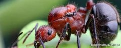 红色蚂蚁咬人有毒吗
