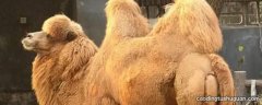 骆驼销售税率