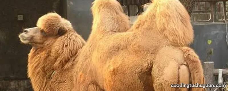 骆驼销售税率