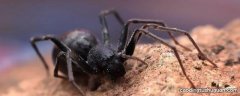 黑色蜘蛛有毒吗