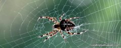 一般出现在家里的蜘蛛有毒吗