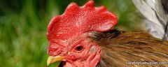 鸡冠子有毒吗能吃吗