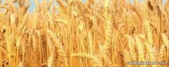 大麦不割割小麦的意思