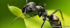 蚂蚁用什么来辨别气味