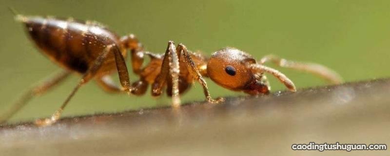 夏天厨房有蚂蚁怎么处理