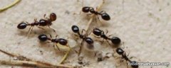 蟑螂药可以灭蚂蚁吗