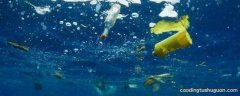 为什么海洋生物会吞食塑料